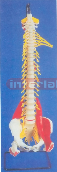 BIG HUMAN VERTEBRAE DEMONSTRATION MODEL